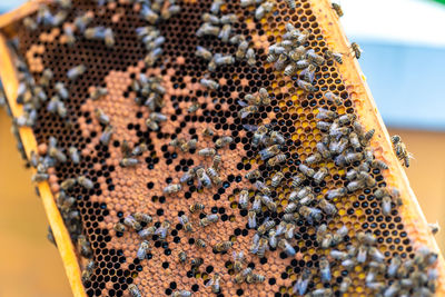 Close-up of bee pollinating