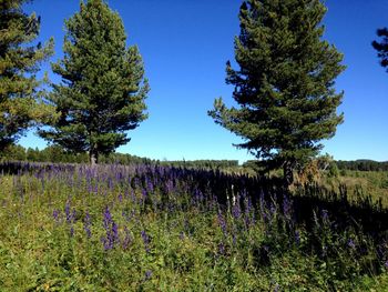 Scenic view of flowering trees on field against clear sky