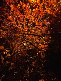 Close-up of tree at night