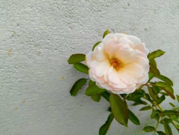 Close-up of white flowering plant against wall