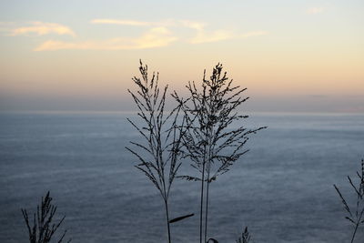 Plant by sea against sky during sunset