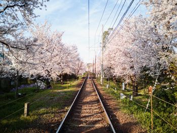 View of cherry trees by railroad track