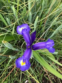 Close-up of purple crocus flowers on field