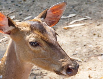 Close-up of a horse on field