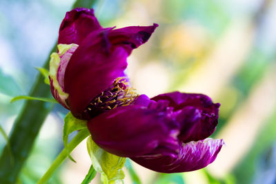 Close-up of purple flowering plant