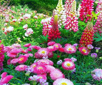 High angle view of pink flowering plants on field