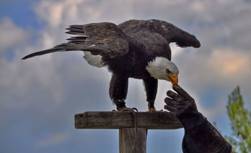 Close-up of eagle perching on wooden post