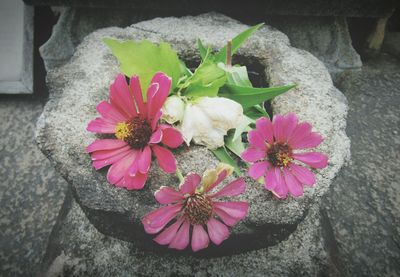 Close-up of pink flowers blooming outdoors