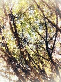 Low angle view of tree against sky