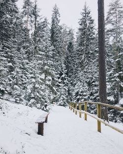 Snow covered trees in forest