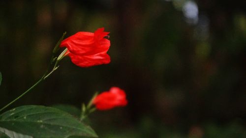 Close-up of red flowers