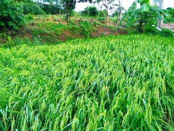 Scenic view of agricultural field