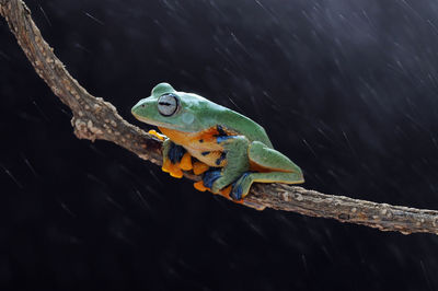 Close-up of parrot perching on branch