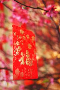 Close-up of red rose