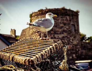 Seagull perching on built structure