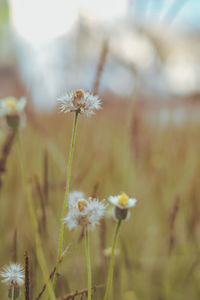 Close-up of dandelion flower on field