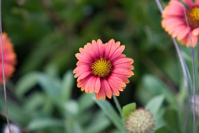 Pink cosmos flowers blooming at park