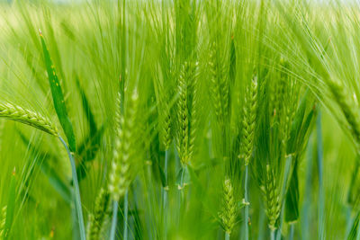 Close-up of crops growing on field