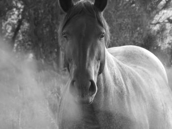 Close-up portrait of horse