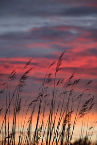 Close-up of silhouette plants against sky during sunset