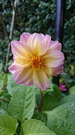 Close-up of pink flower