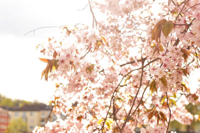 Low angle view of cherry blossom tree