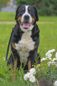 Close-up of a dog on field