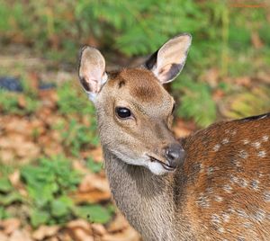 Close-up portrait of deer