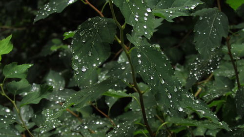 Close-up of wet leaves on rainy day