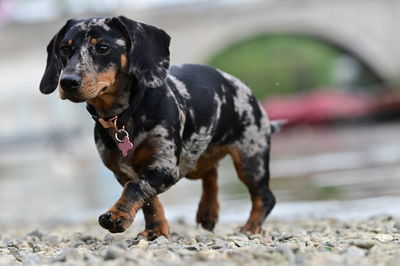 Close-up of dog