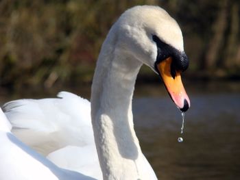 Close-up of swan in lake