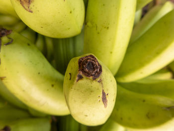 Bananas at a fruit and vegetable stall on a street near puerto viejo in costa rica.