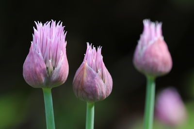 Close-up of purple flowering plant