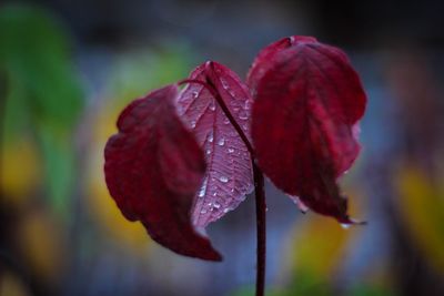 Close-up of wet red maple leaf