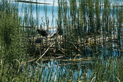 Grass in a lake