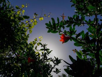 Close-up of insect on plant against sky
