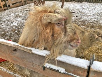 Lion relaxing in snow