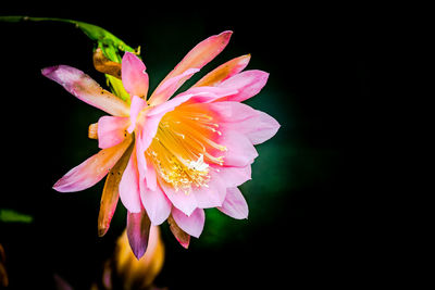 Close-up of raindrops on pink flower