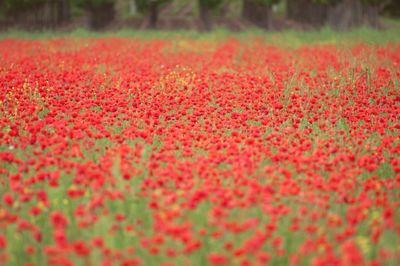 Pink flowers blooming on field
