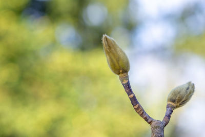 Close-up of buds