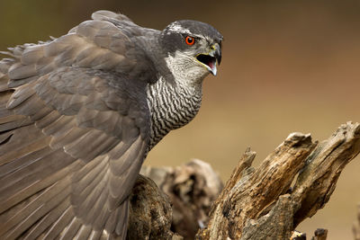 Close-up of owl perching on tree