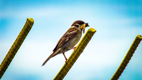 Low angle view of bird perching on plant against sky