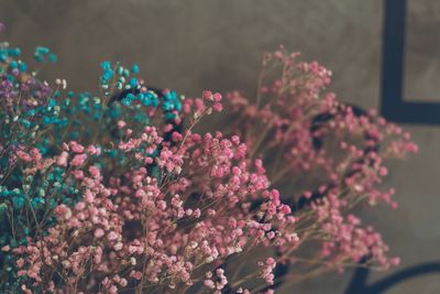 Close-up of pink cherry blossoms