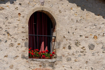 Potted plant on window of old building