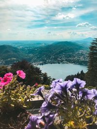 Close-up of purple flowering plants by sea against sky