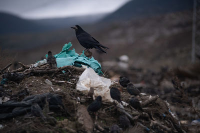 View of birds on land