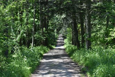 Walkway amidst trees in forest