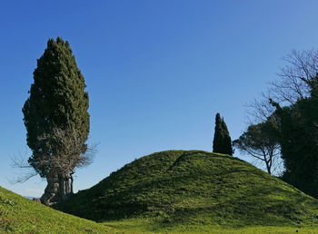 Low angle view of trees against clear blue sky