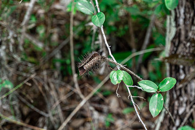 Close-up of butterfly on plant