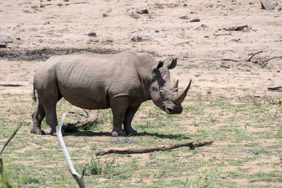 Horse standing in a field